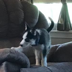 Meet your Posher, Tj